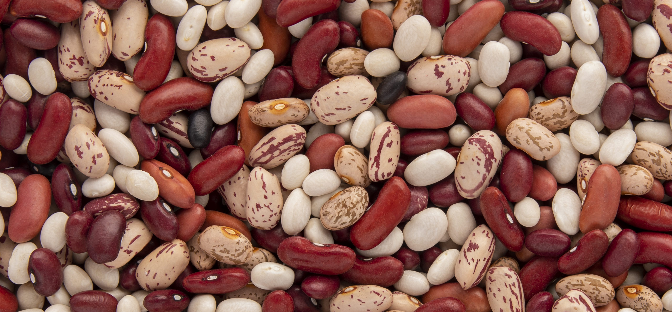 15 Different Types Of Beans With Pictures Beans Bean Varieties Bean