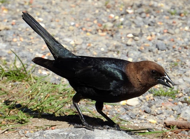 20 Best Cowbird Images Birds Backyard Birds Beautiful Birds