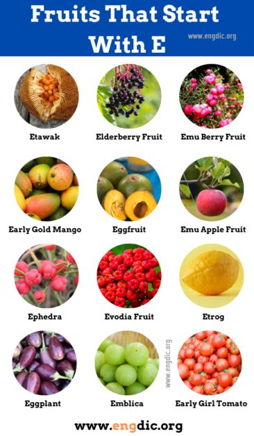 22 Fruits That Start With E Pictures And Properties Engdic