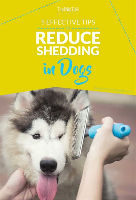 5 Most Effective Ways To Reduce Shedding In Dogs