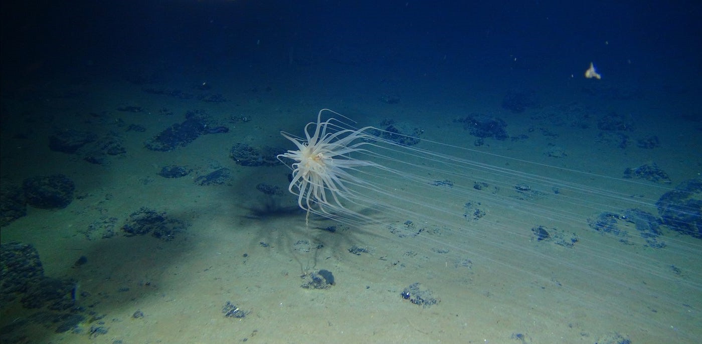 Abyssal Zone Diagram Fun Facts Ocean Zones Facts