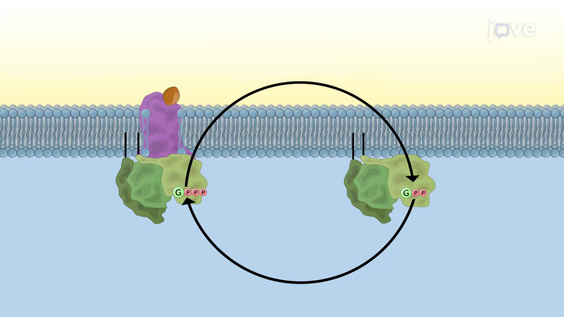 Activation And Inactivation Of G Proteins Cell Bio Video Textbooks