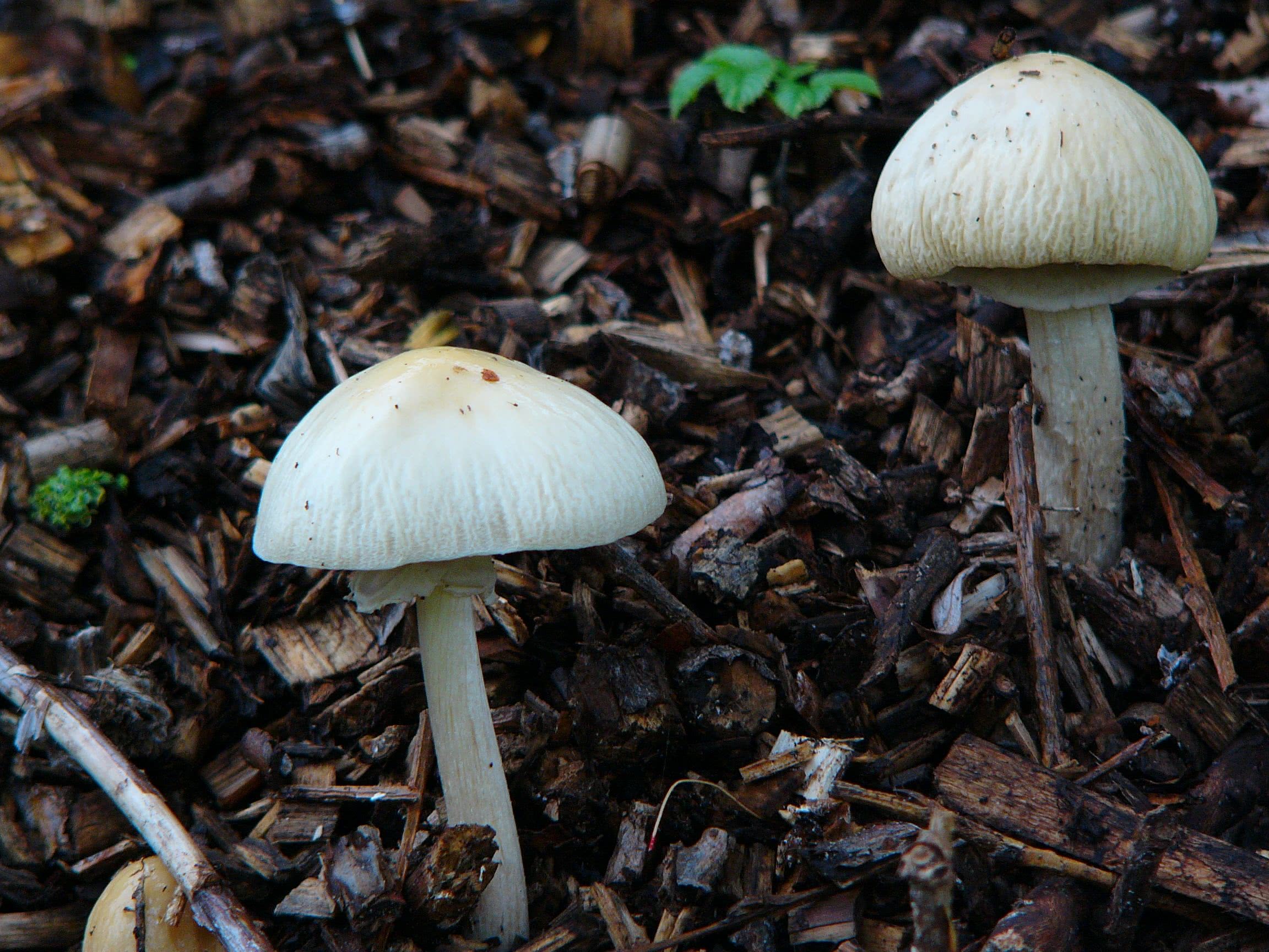 Agrocybe Rivulosa The Ultimate Mushroom Guide