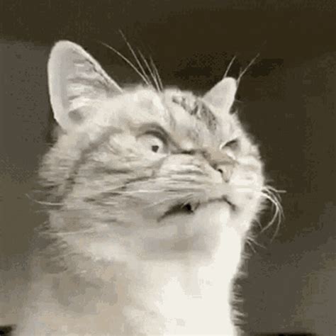 Angry Cat Memes Gifs Imgflip, 40% Off | Www.pinnaxis.com