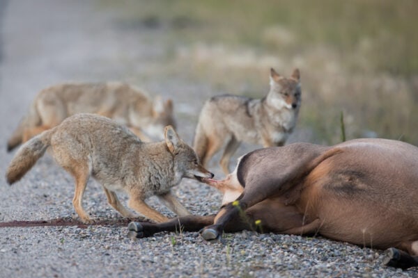 Are Coyotes Dangerous Do They Attack Humans