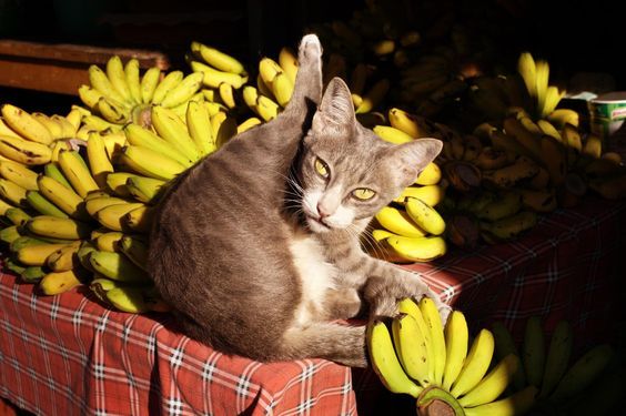 Banana Day Can Cats Eat Bananas Cattime Cat Bed Kitten Beds