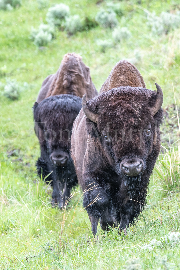 Bison Bull Cowbird Tom Murphy Photography