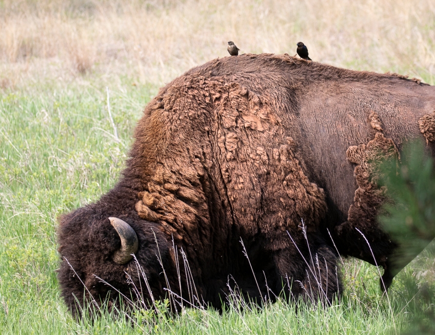 Bull Bison With Cowbirds Roads End Naturalist