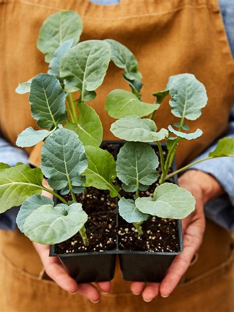 Burpees Seeds And Plants