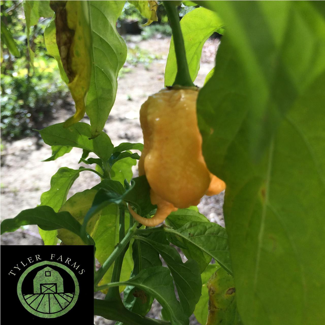 California Reaper Pepper Seeds Tyler Farms