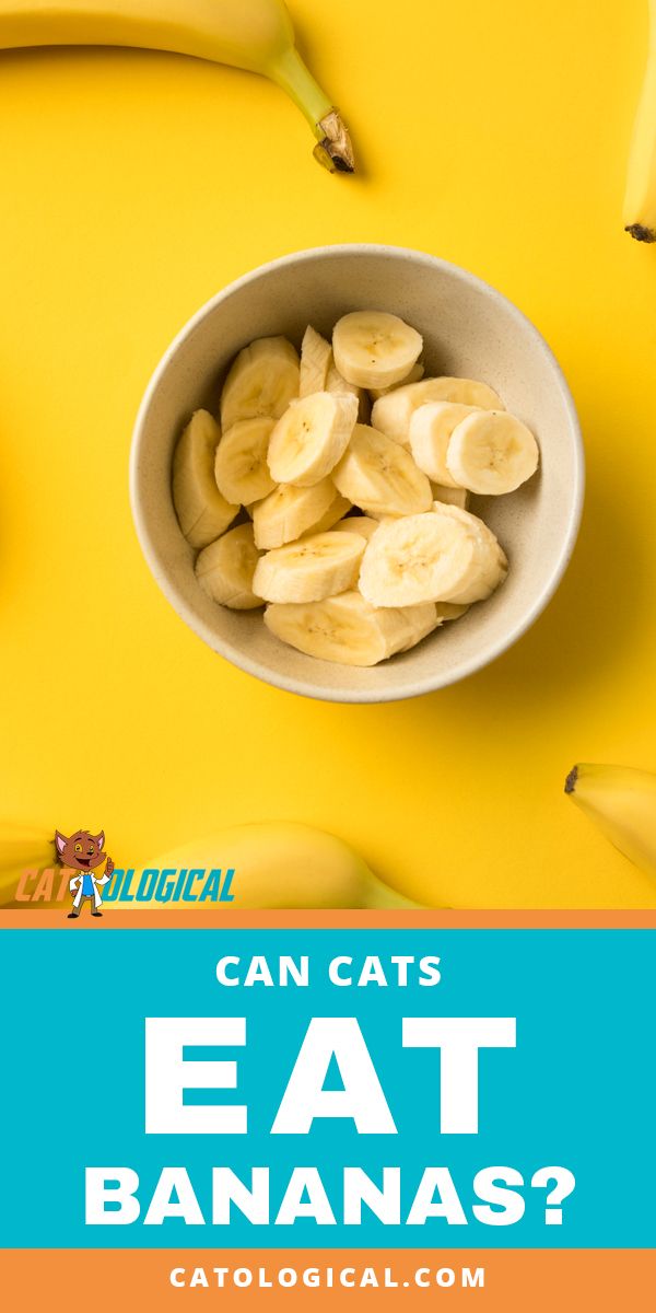 Can Cats Eat Bananas Are They Safe Or Bad For Them Find Out