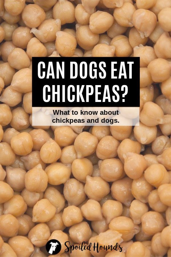 Can Dogs Eat Chickpeas Youtube