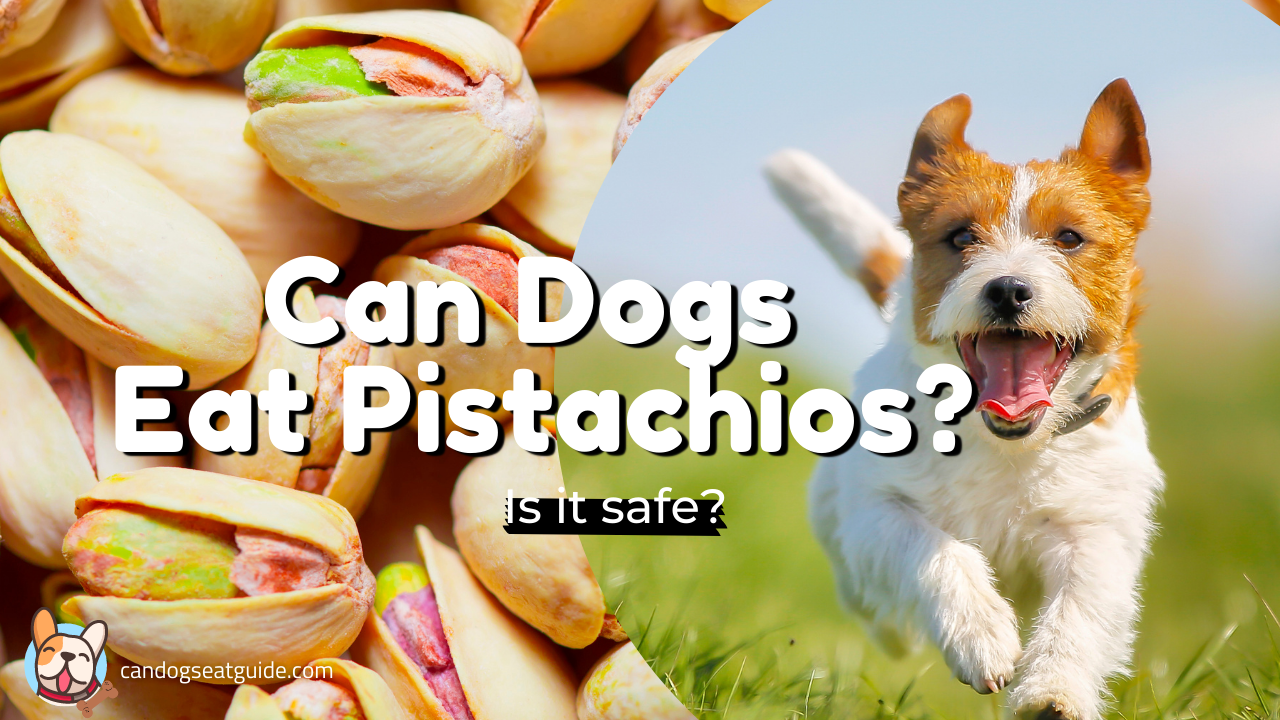 Can Dogs Eat Pistachios Are These Nuts Safe Or Bad For Them