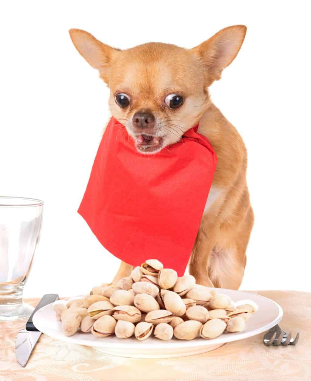 Can Dogs Eat Pistachios Nutrition Facts Safety Guide Hepper