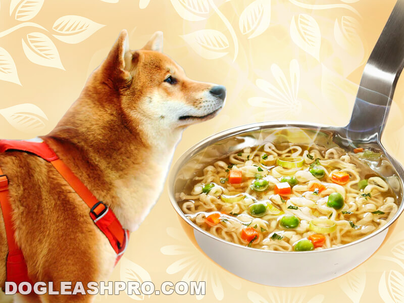 Can Dogs Eat Tomato Soup Everything About What Your Dog Can Eat