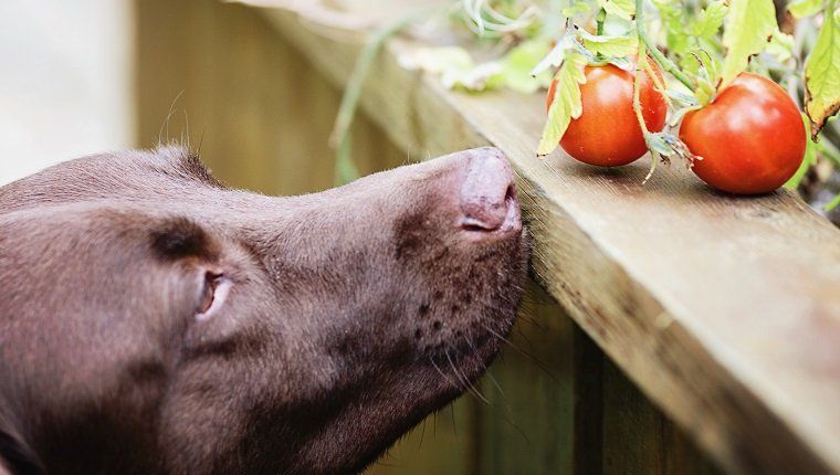 Can Dogs Eat Tomatoes Are Unripe Tomatoes Safe