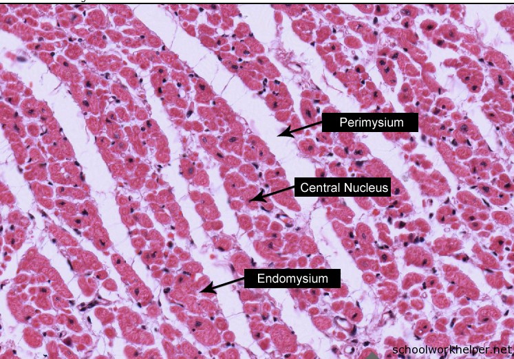 Cardiac Muscle Section Under The Microscope Stock Image Image Of