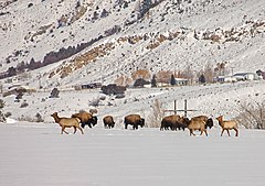 Category Bison Bison With Other Species Wikimedia Commons