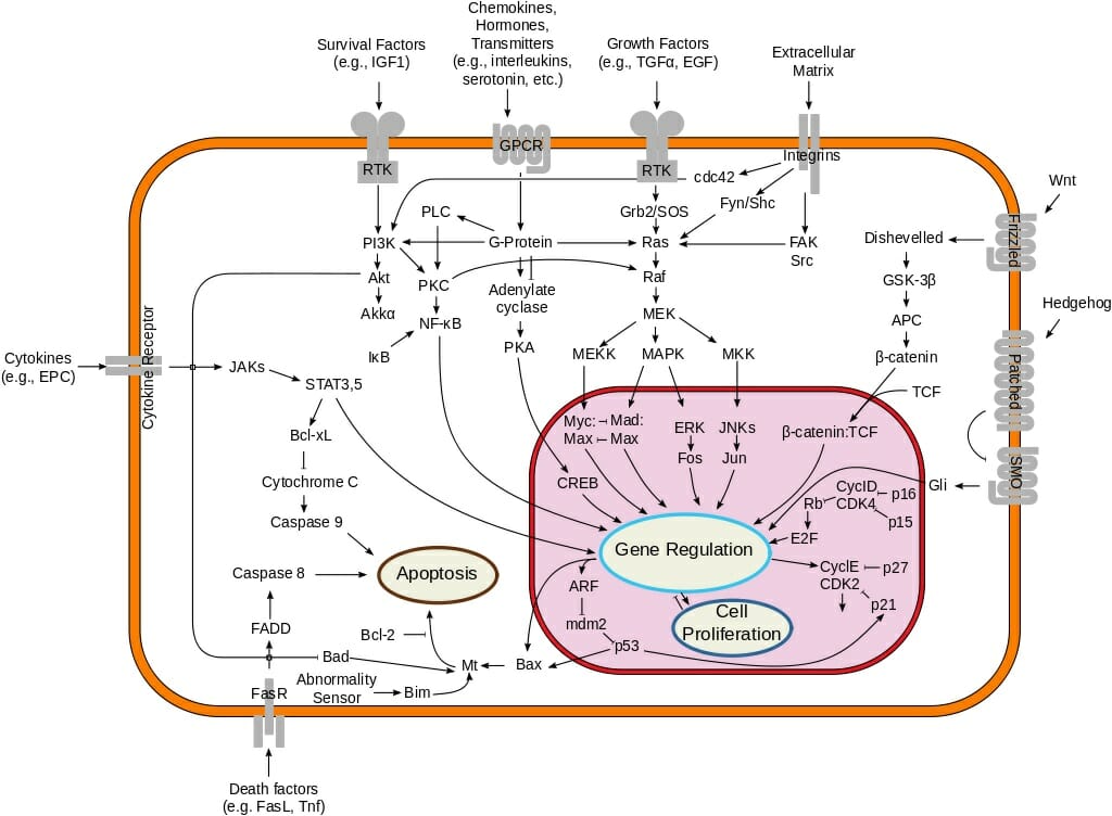 Cell Biology 09 Signal Transduction