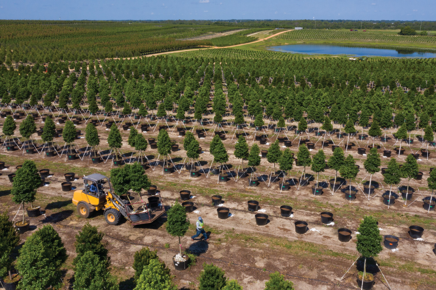 Cherrylake Tree Farm In Groveland Florida Cherrylake