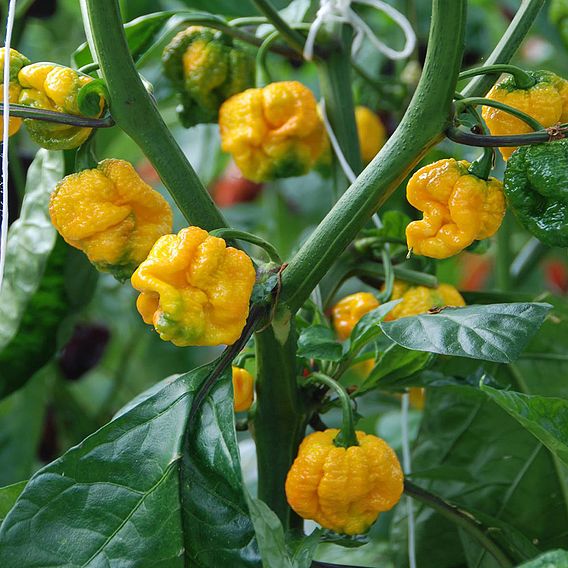 Chilli Pepper Hot Patio Carolina Reaper Suttons