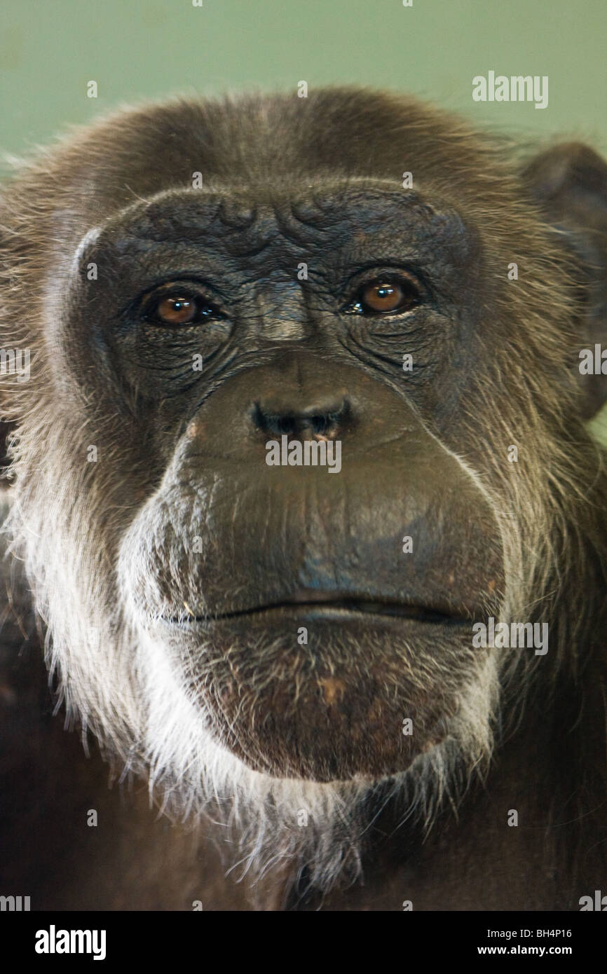 Chimpanzee Pan Troglodytes Stock Photo Alamy