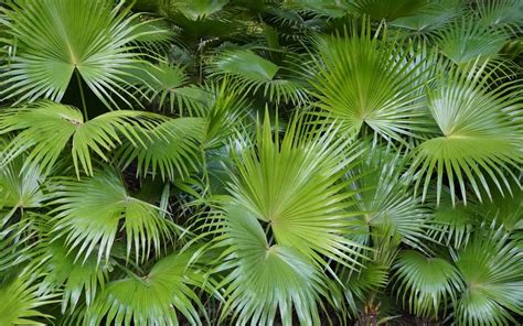 Chinese Fan Palm Livistona Chinensis Species Profile Care Guide