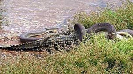 Competition Among Animals Freshwater Marshes