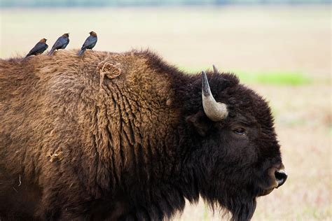 Cowbird And Bison