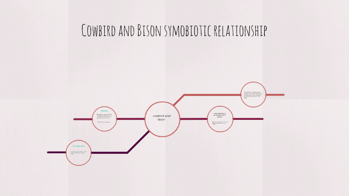 Cowbird Bison By Emely Martinez On Prezi