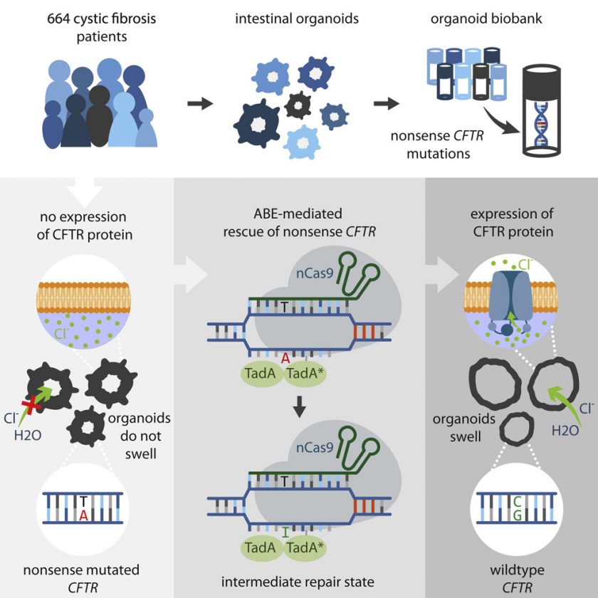 Crispr Base Editor Repairs Faulty Genes In Cystic Fibrosis Organoids