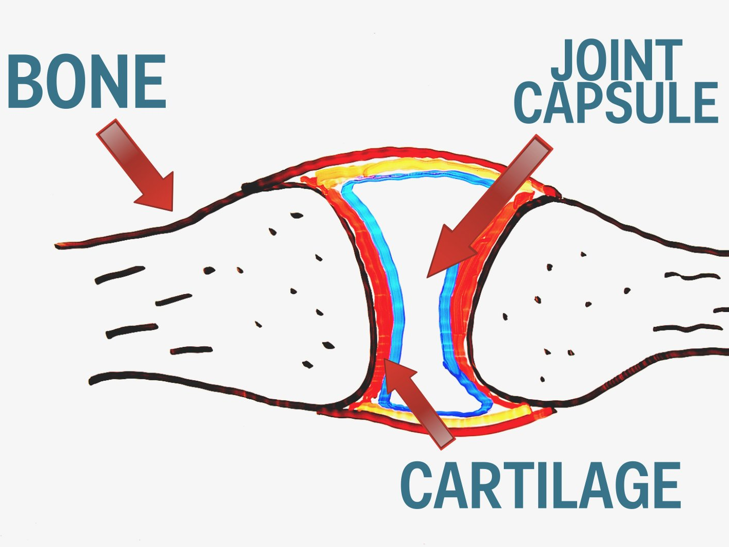 Does Cracking Your Knuckles Cause Arthritis Siowfa15 Science In Our