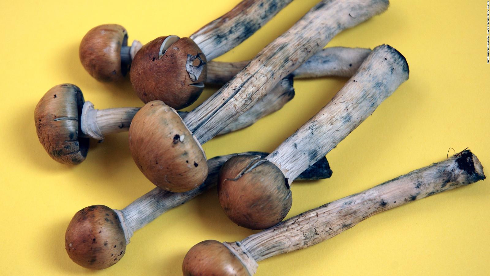 Dried Hallucinogenic Mushrooms Photograph By Vaughan Fleming Science