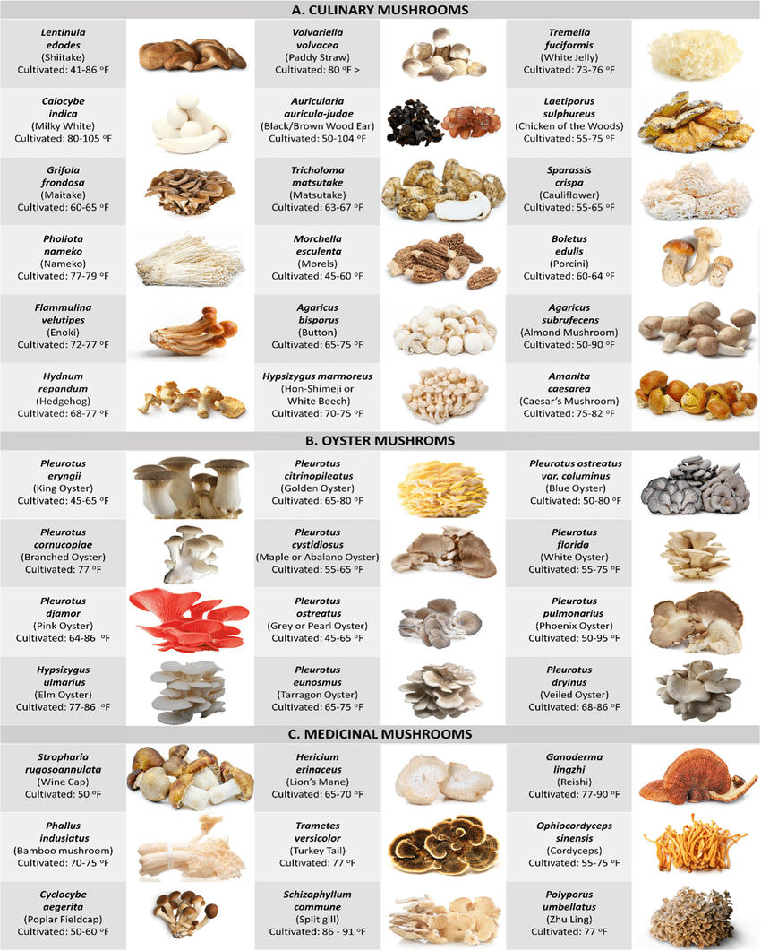 Edible Mushrooms Types Nutritional Facts And Uses Delishably