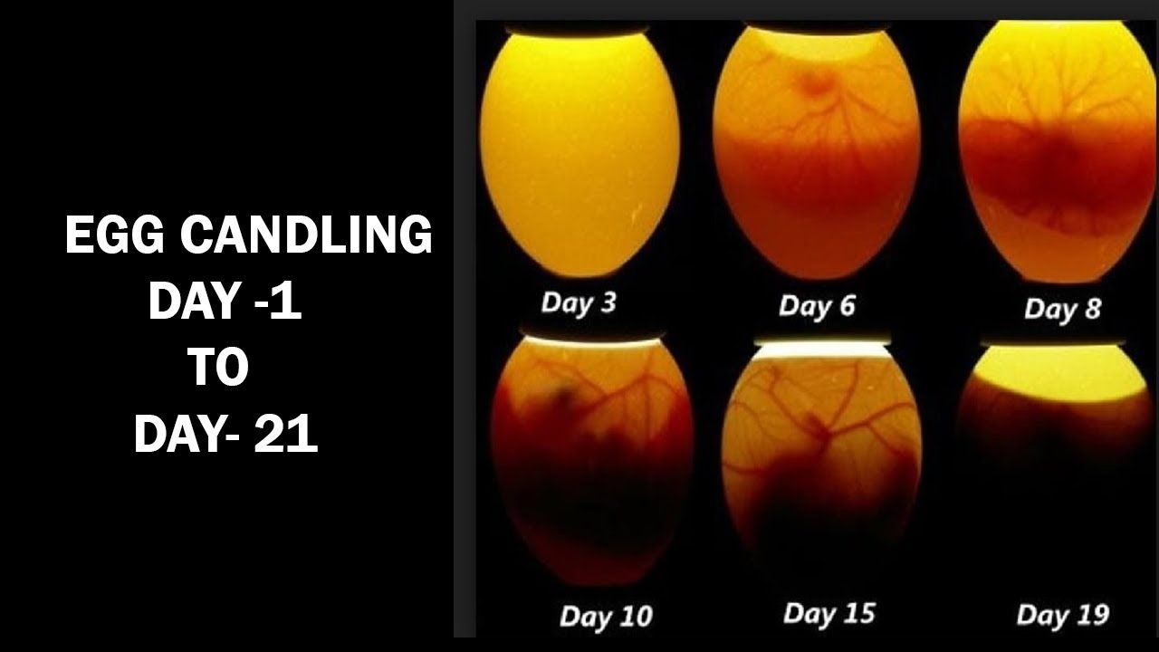 Egg Candling Process From Day 1 To 21 Egg Hatching Process Incubator