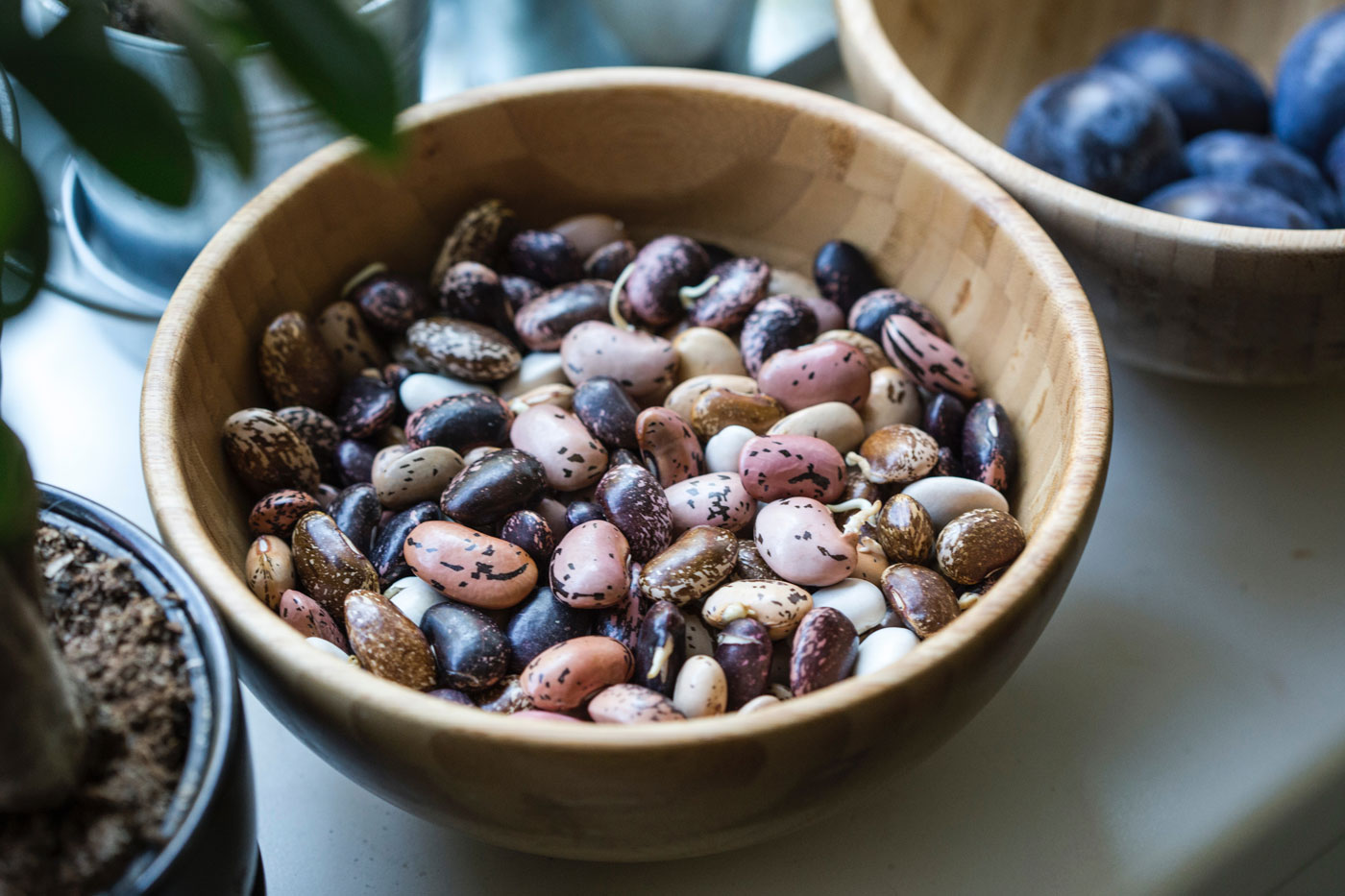 Everything You Need To Know About Beans Active Vegetarian