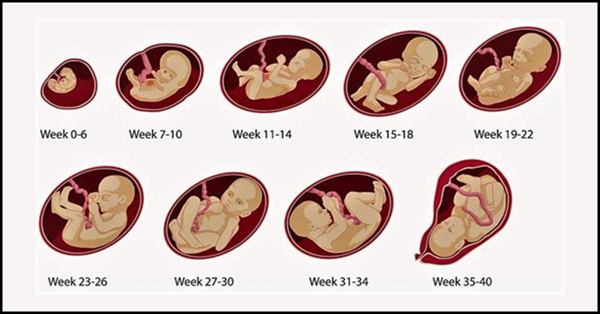 Fetal Development Week By Week Babycenter India