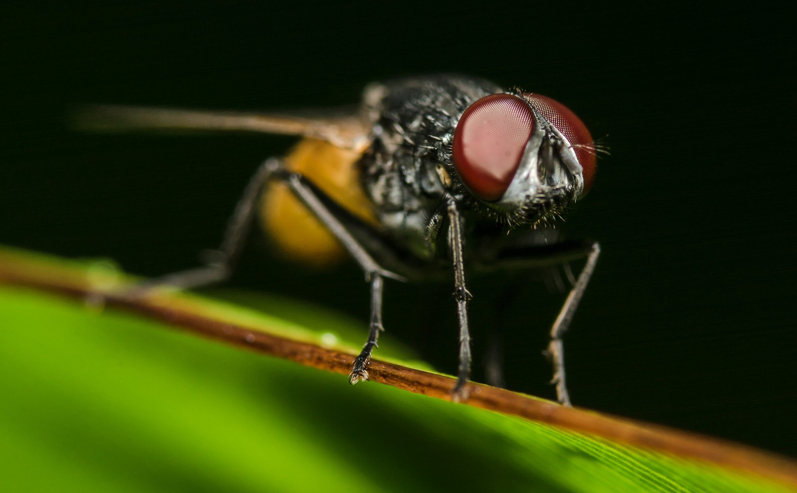 Flies Respond To Danger Like Humans Earth Com