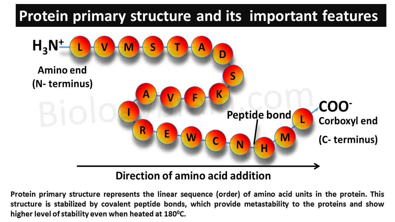 Four Levels Of Protein Structure And Examples Biology Brain