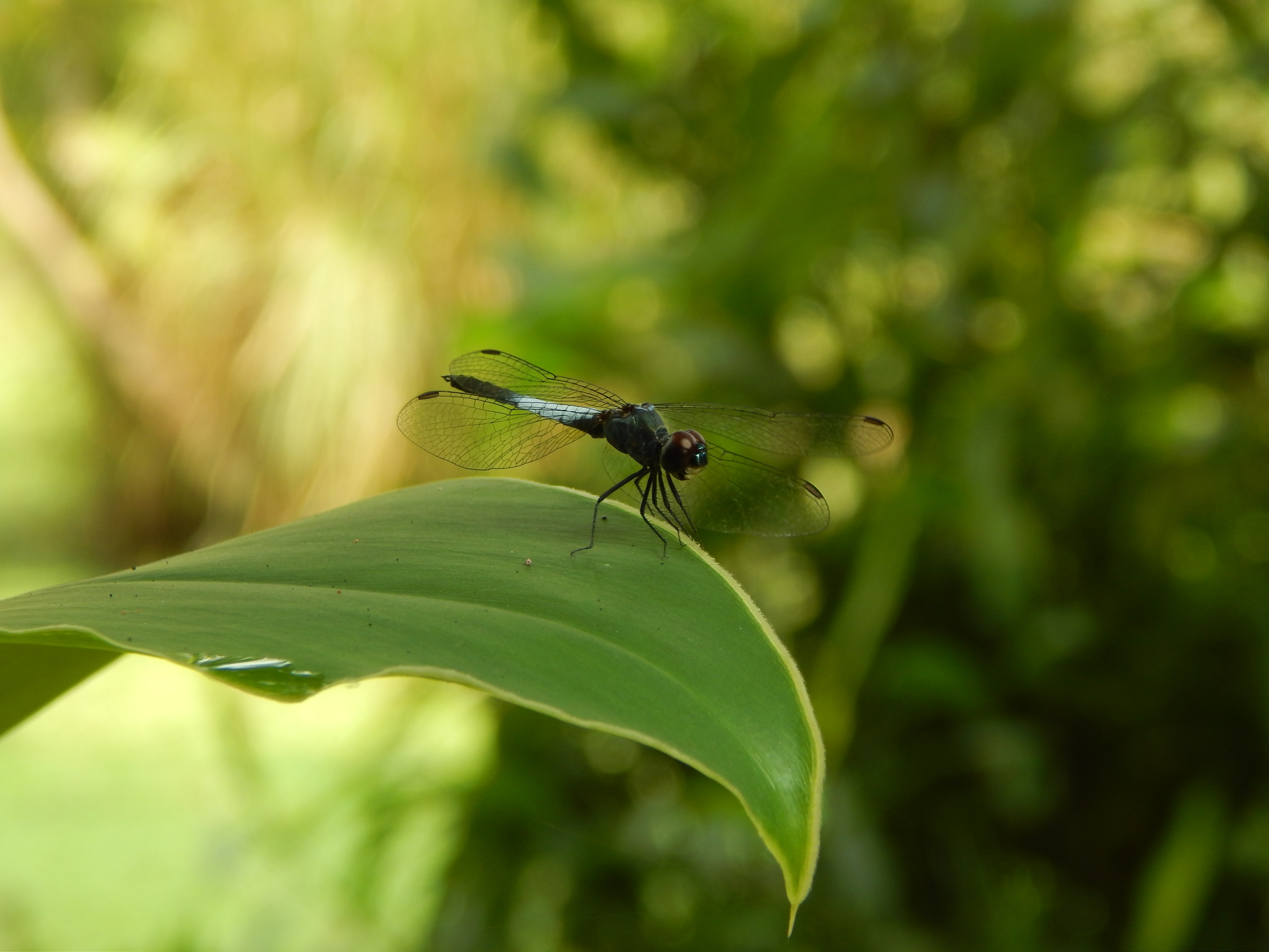 Free Images Nature Wing Animal Fly Wildlife Green Insect Bug