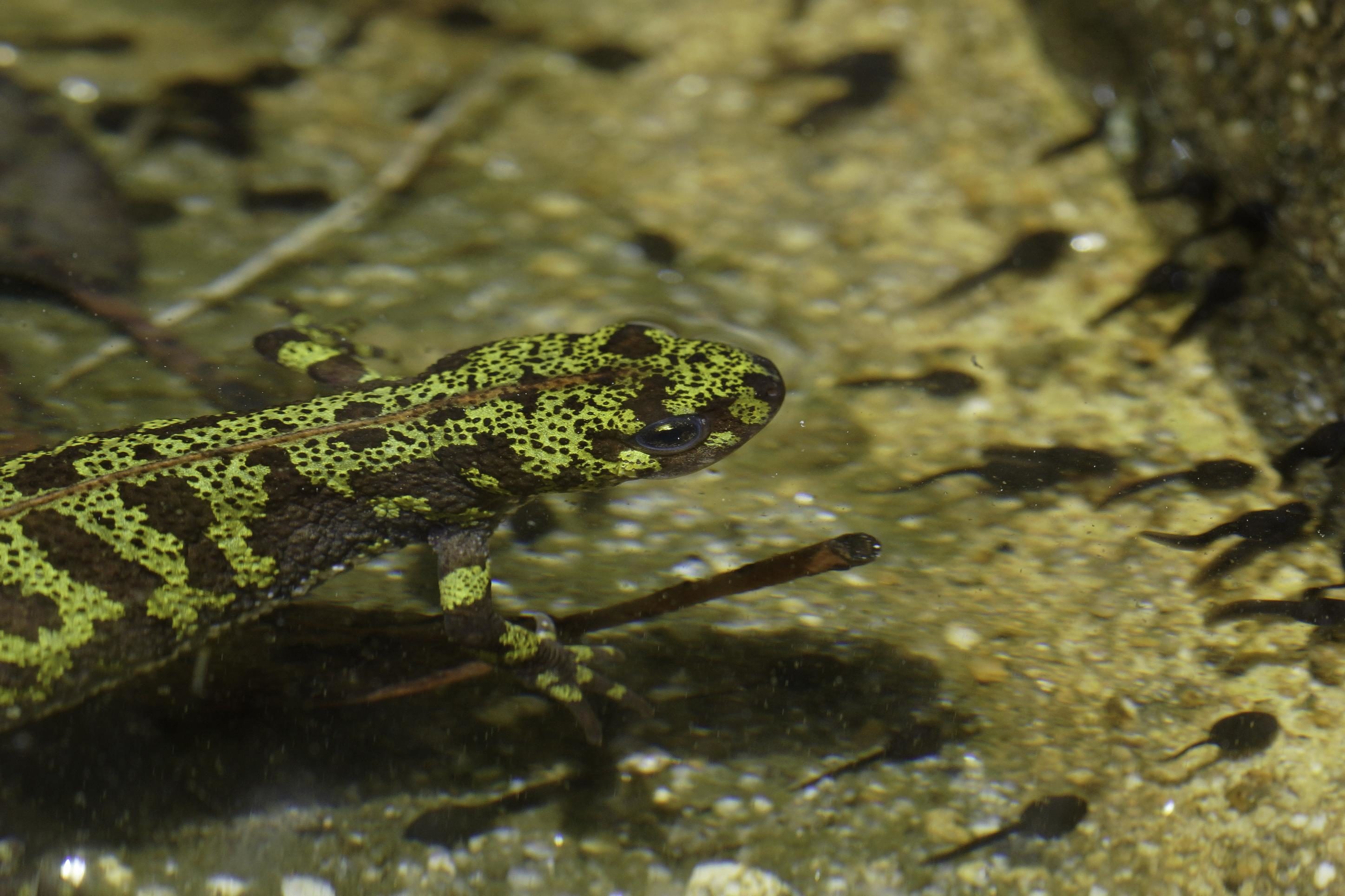 Free Images Water Wildlife Underwater Stream Reptile Amphibian