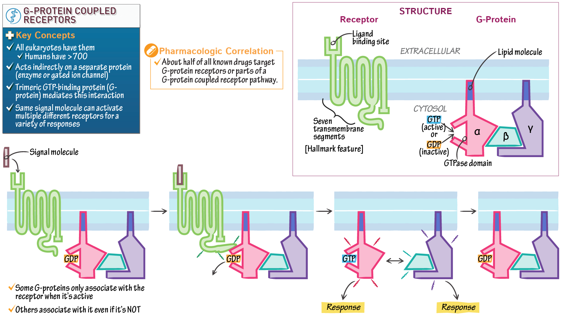 Full Article Signaling Through G Protein Coupled Receptors