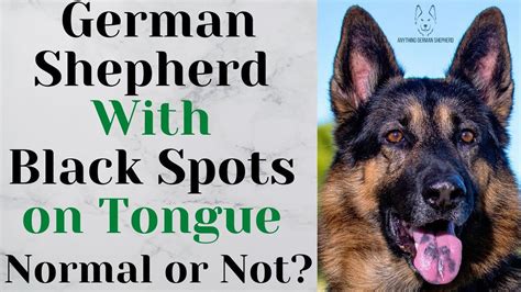 German Shepherd With Black Spots On Tongue Normal Or Not Dog Pin Dog