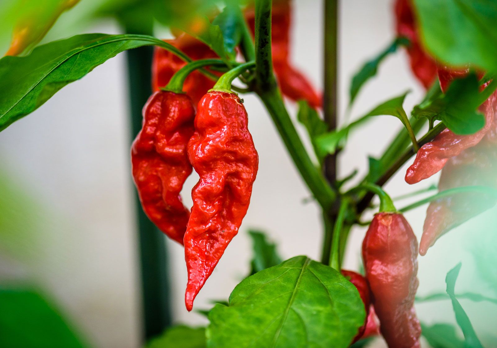 Ghost Pepper Description Scoville Heat Units History Fruit