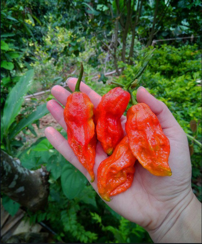 Ghost Pepper Plant Scoville Colors And Updated Grow Guide