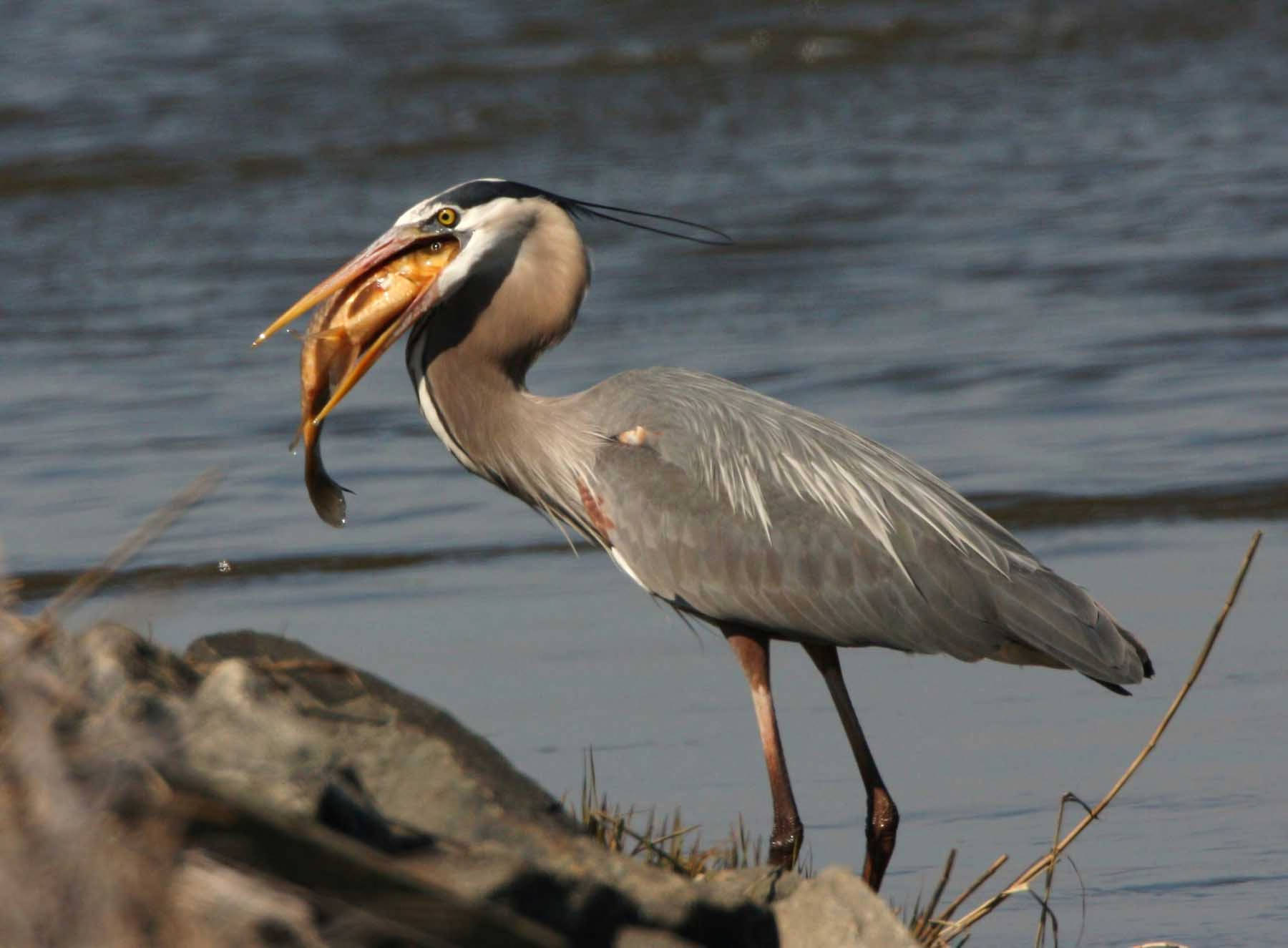 Great Blue Heron Eating A Fish Fws Gov