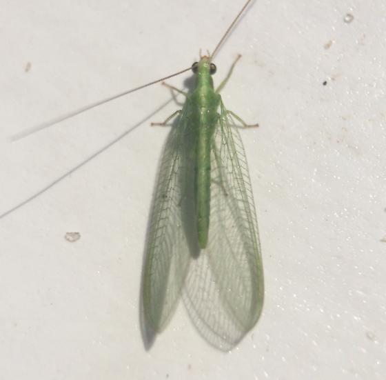 Green Bug With Wings Chrysoperla Bugguide Net