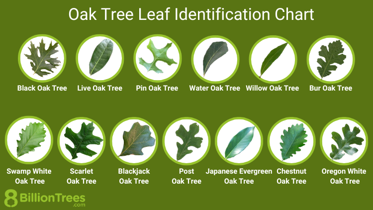 Guide To Common Oak Tree Species