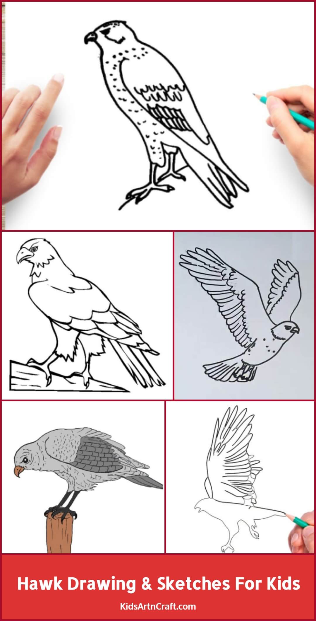 Hawk Drawing Sketches For Kids Kids Art Craft