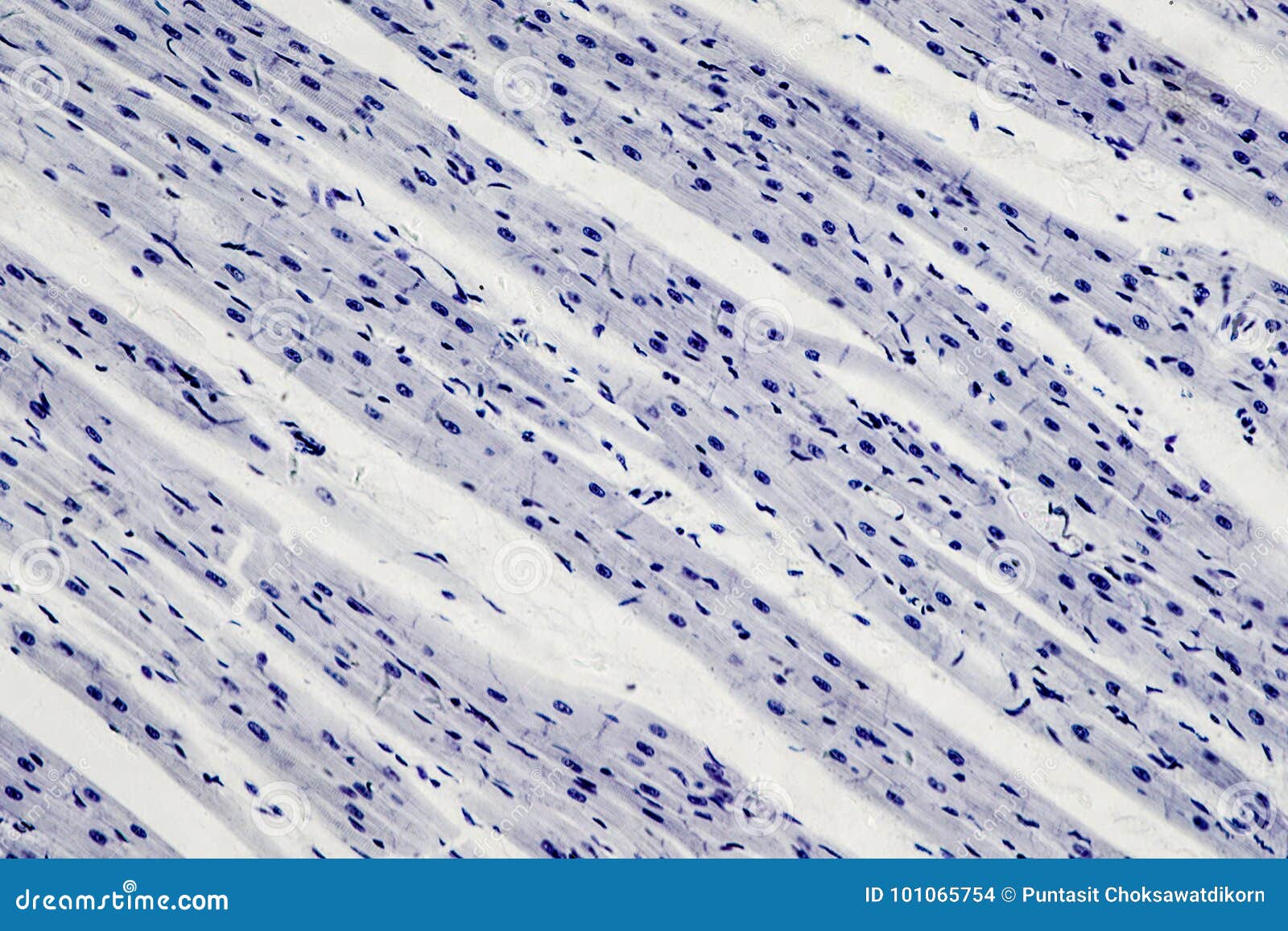 Histology Of Cardiac Muscle Under Microscope View Stock Photo